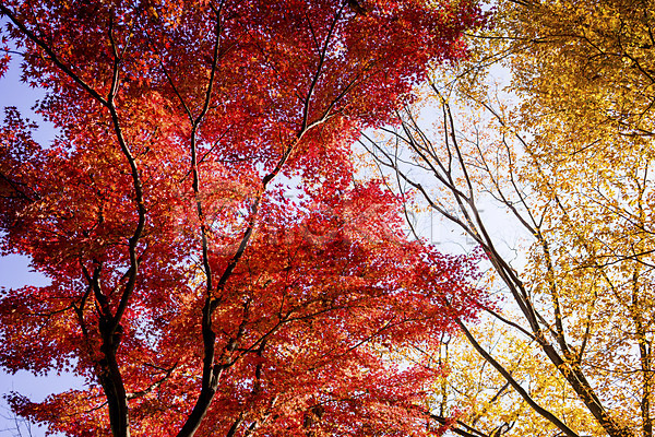 사람없음 JPG 포토 가을(계절) 가을풍경 계절 나무 단풍 단풍나무 식물 야외 자연 주간 풍경(경치)