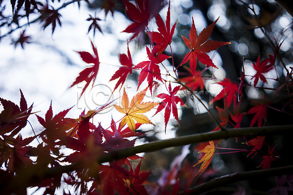 사람없음 JPG 아웃포커스 포토 가을(계절) 가을풍경 계절 나뭇가지 나뭇잎 단풍 식물 야외 잎 자연 주간