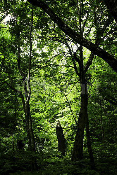 사람없음 JPG 포토 나무 숲 숲속 식물 야외 자연 주간 초록색 컬러 풍경(경치)