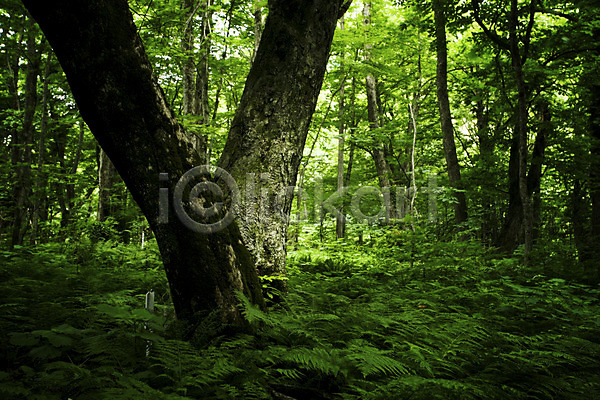 사람없음 JPG 포토 나무 숲 숲속 식물 야외 자연 주간 초록색 컬러 풀(식물) 풍경(경치)