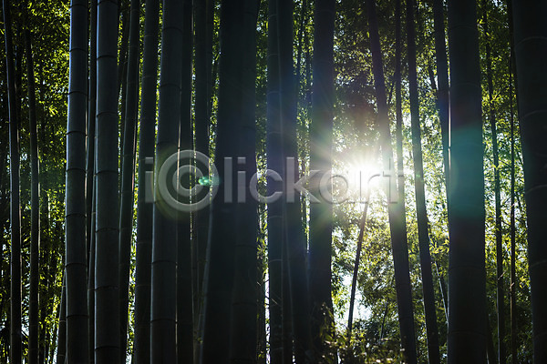 사람없음 JPG 포토 나무 대나무 대나무숲 숲 숲속 식물 야외 자연 주간 풍경(경치) 햇빛