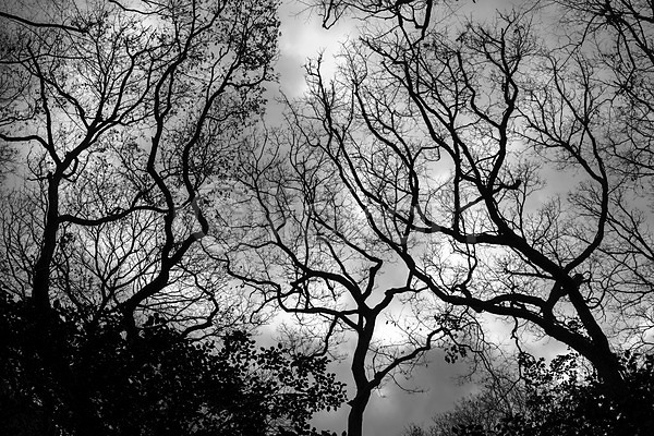사람없음 JPG 실루엣 포토 흑백 구름(자연) 나무 식물 야외 자연 주간 풍경(경치) 하늘