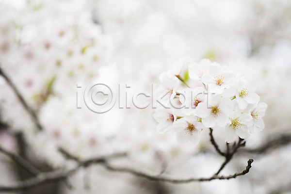 사람없음 JPG 근접촬영 아웃포커스 포토 계절 꽃 나뭇가지 벚꽃 봄 봄꽃 식물 야외 여러송이 자연 주간 컬러 흰색