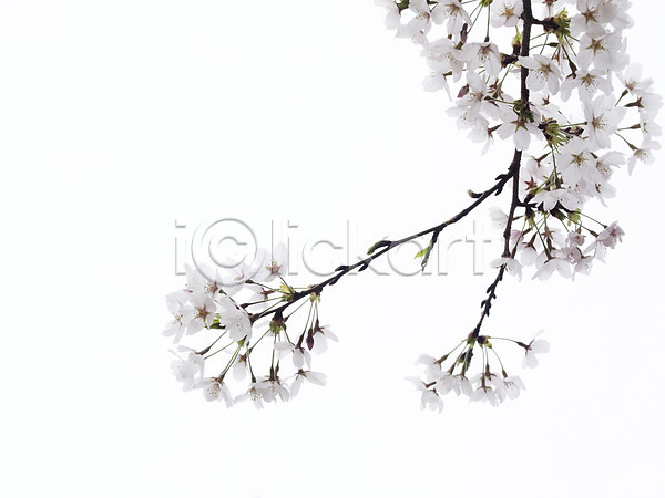 사람없음 JPG 포토 계절 꽃 나뭇가지 벚꽃 봄 봄꽃 식물 야외 여러송이 자연 주간 컬러 흰색