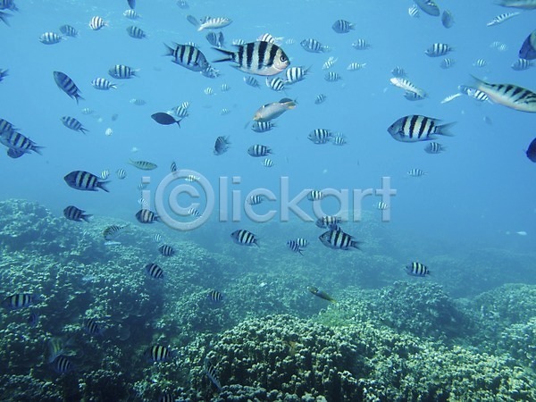 사람없음 JPG 포토 다수 동물 바다 바닷속 산호 수중 수중동물 수중사진 야외 어류 여러마리 열대어 자연