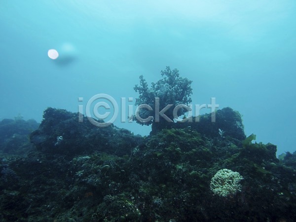 사람없음 JPG 포토 돌(바위) 바다 바닷속 바위(돌) 산호 산호초 수중 수중동물 수중사진 야외 자연