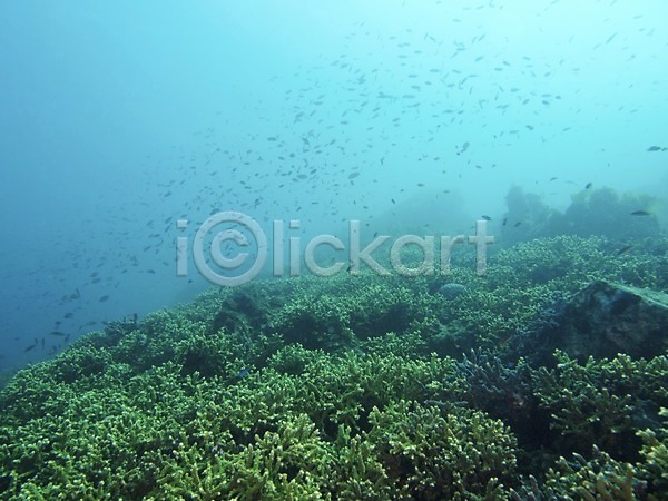사람없음 JPG 포토 다수 동물 바다 바닷속 산호 수중 수중동물 수중사진 야외 어류 여러마리 자연