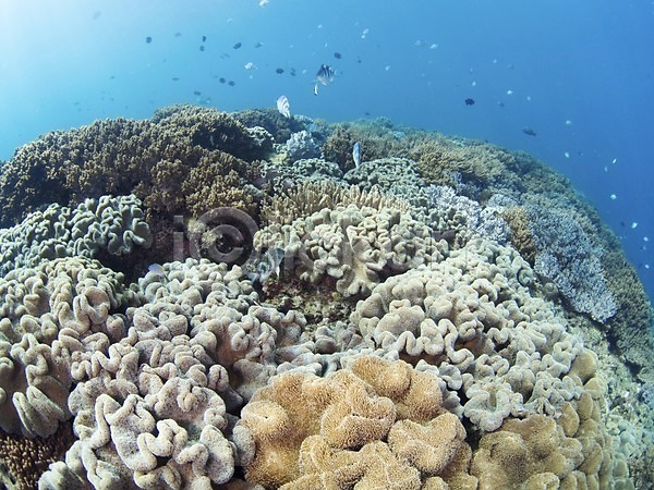 사람없음 JPG 포토 다수 동물 바다 바닷속 산호 산호초 수중 수중동물 수중사진 야외 어류 여러마리 자연