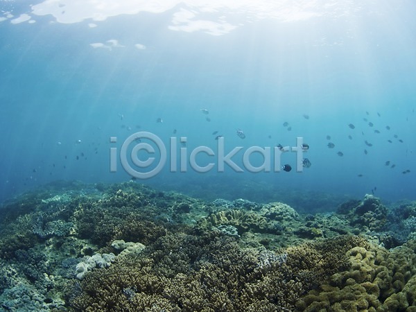 사람없음 JPG 포토 다수 동물 바다 바닷속 빛 산호 수중 수중동물 수중사진 야외 어류 여러마리 자연