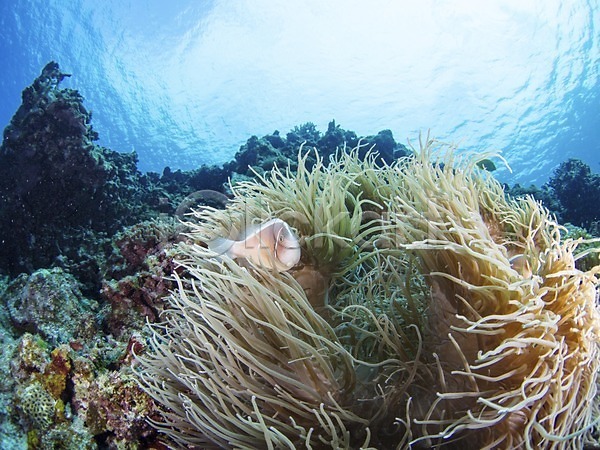 사람없음 JPG 포토 돌(바위) 동물 바다 바닷속 바위(돌) 수중 수중동물 수중사진 야외 어류 자연 한마리
