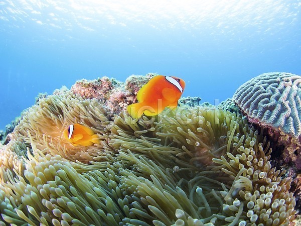 사람없음 JPG 포토 동물 두마리 바다 바닷속 수중 수중동물 수중사진 야외 어류 열대어 자연