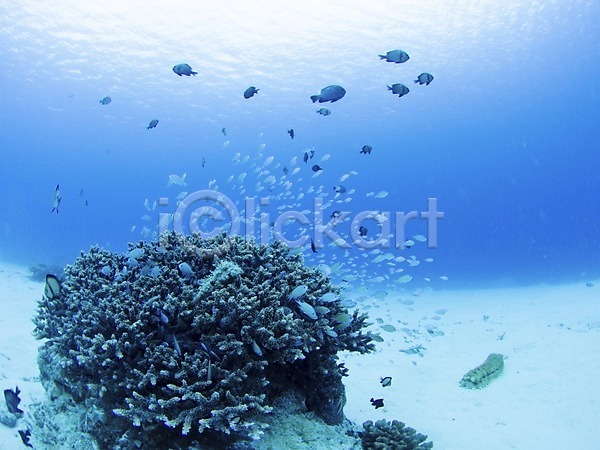 사람없음 JPG 포토 다수 동물 바다 바닷속 산호 산호초 수중 수중동물 수중사진 야외 어류 여러마리 자연