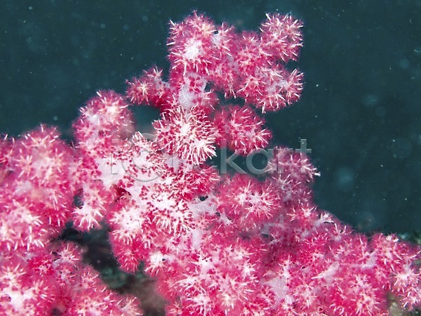 사람없음 JPG 근접촬영 포토 바다 바다동물 바닷속 빨간색 산호 산호초 수중 수중동물 수중사진 야외 자연 컬러