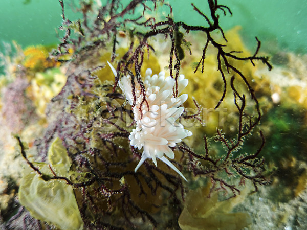 사람없음 JPG 근접촬영 포토 바다 바다동물 바닷속 산호 산호초 수중 수중동물 수중사진 야외 자연
