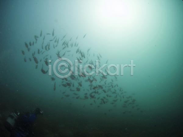 한명 JPG 포토 다수 동물 바다 바닷속 수중 수중동물 수중사진 스쿠버다이빙 야외 어류 여러마리 자연 잠수부