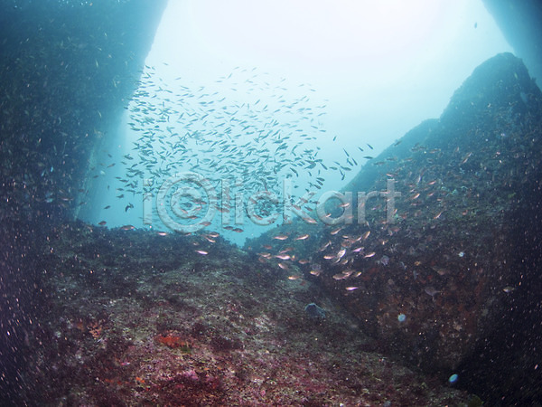 사람없음 JPG 포토 다수 돌(바위) 동물 바다 바닷속 바위(돌) 수중 수중동물 수중사진 야외 어류 여러마리 자연