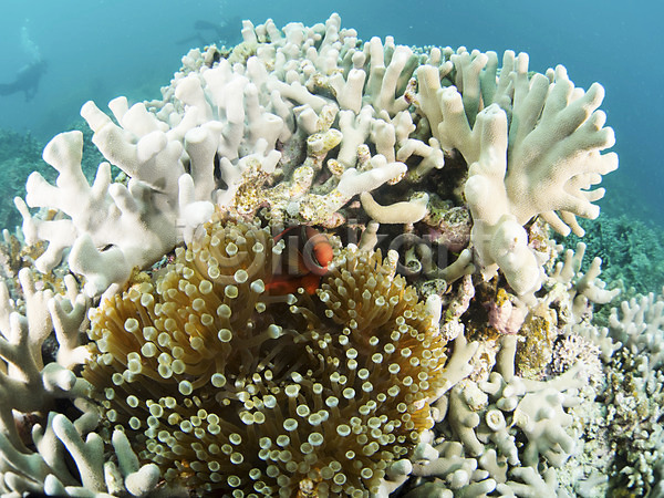 사람없음 JPG 포토 동물 바다 바닷속 산호 수중 수중동물 수중사진 야외 어류 열대어 자연