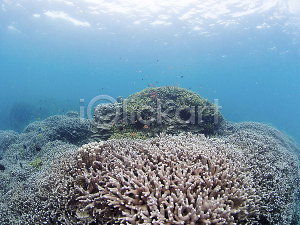 사람없음 JPG 포토 다수 동물 바다 바닷속 산호 수중 수중동물 수중사진 야외 어류 여러마리 자연