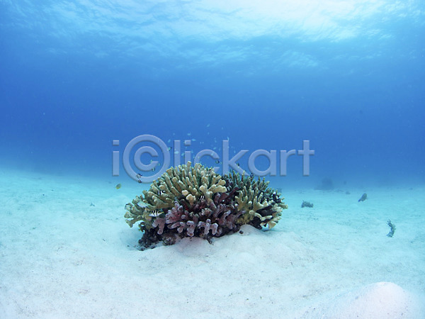 사람없음 JPG 포토 동물 바다 바닷속 산호 수중 수중동물 수중사진 야외 어류 자연