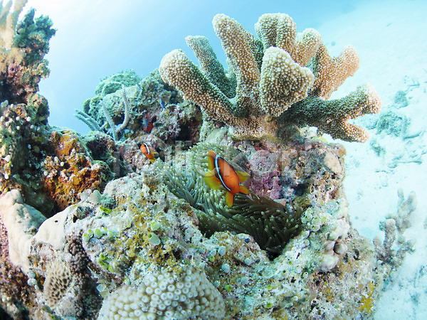 사람없음 JPG 포토 돌(바위) 동물 바다 바닷속 바위(돌) 산호 수중 수중동물 수중사진 야외 어류 열대어 자연