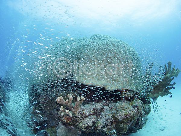 사람없음 JPG 포토 다수 돌(바위) 동물 바다 바닷속 바위(돌) 산호 수중 수중동물 수중사진 야외 어류 여러마리 자연
