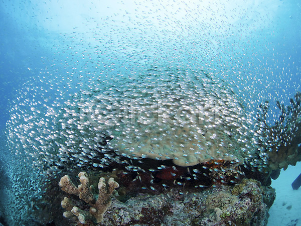 사람없음 JPG 포토 다수 돌(바위) 동물 바다 바닷속 바위(돌) 산호 수중 수중동물 수중사진 야외 어류 여러마리 자연