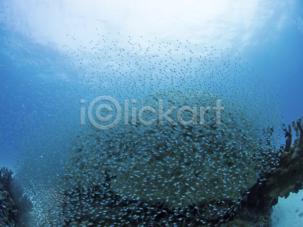 사람없음 JPG 포토 다수 동물 바다 바닷속 수중 수중사진 야외 어류 여러마리 자연