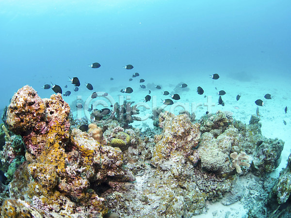 사람없음 JPG 포토 다수 돌(바위) 동물 바다 바닷속 바위(돌) 수중 수중사진 암초 야외 어류 여러마리 자연