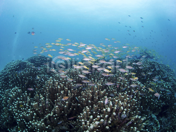 사람없음 JPG 포토 다수 동물 바다 바닷속 산호 수중 수중사진 야외 어류 여러마리 자연