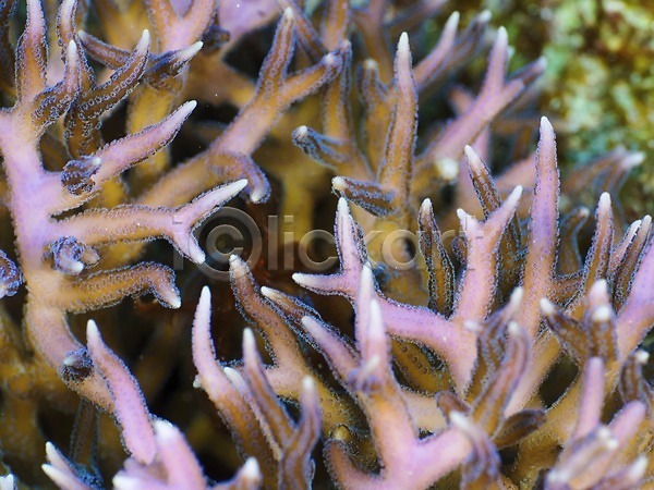 사람없음 JPG 근접촬영 포토 동물 바다 바닷속 산호 산호초 수중 수중동물 수중사진 야외 자연