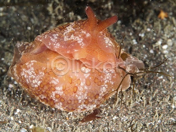 사람없음 JPG 포토 동물 바다 바닷속 수중 수중동물 수중사진 야외 자연 촉수 한마리