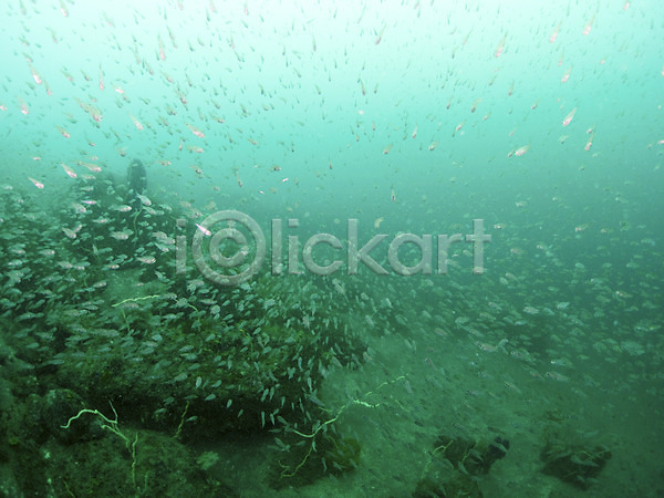 사람없음 JPG 포토 다수 동물 바다 바닷속 수중 수중사진 야외 어류 여러마리 자연