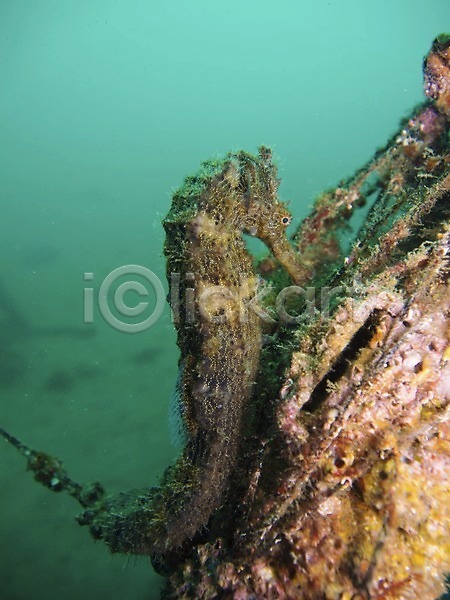 사람없음 JPG 근접촬영 포토 동물 바다 바닷속 수중 수중동물 수중사진 야외 어류 자연 한마리 해마