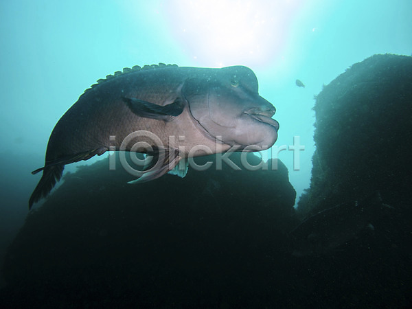 사람없음 JPG 포토 동물 바다 바닷속 수중 수중동물 수중사진 야외 어류 자연 한마리