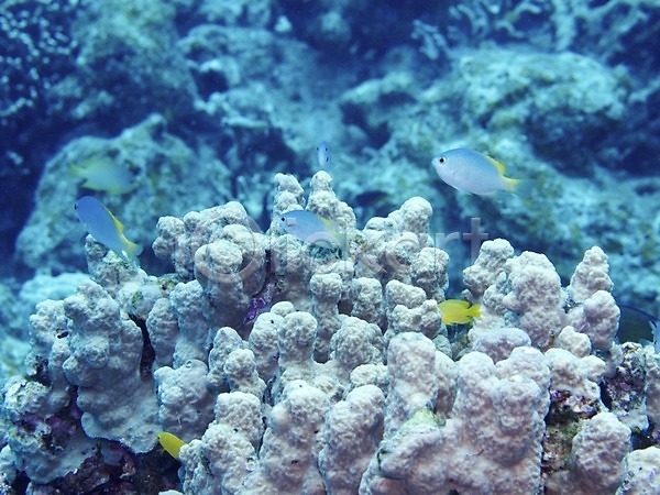 사람없음 JPG 포토 동물 바다 바닷속 산호 수중 수중사진 야외 어류 열대어 자연 풍경(경치)