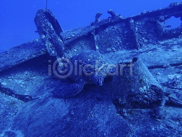 사람없음 JPG 포토 거북이 동물 바다 바닷속 수중 수중동물 수중사진 야외 자연 한마리