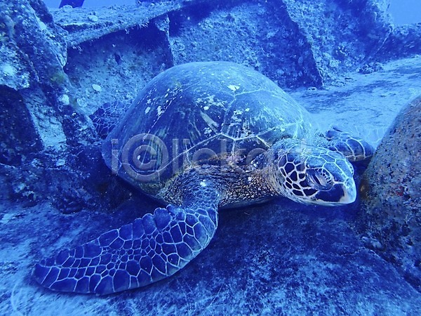 사람없음 JPG 포토 거북이 동물 바다 바닷속 수중 수중동물 수중사진 야외 자연 한마리