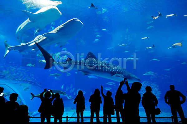 군중 사람 여러명 JPG 실루엣 포토 해외이미지 가리킴 고래 고래상어 상반신 수족관 수중 실내 아쿠아리움 어류 올려보기 전신 파란색 해외202004