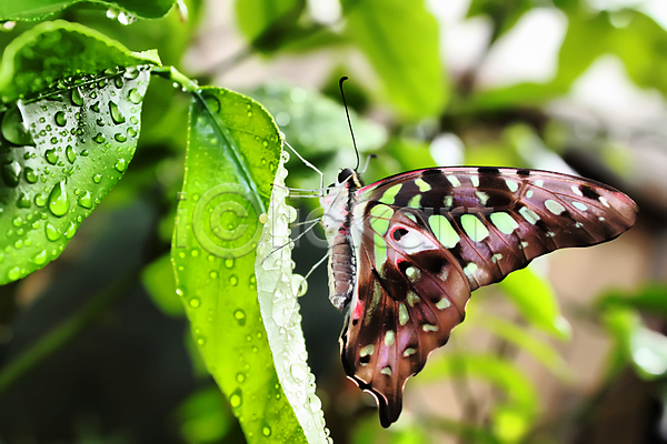 떨어짐 사람없음 JPG 포토 해외이미지 검은색 곤충 나비 날개(비행) 노란색 동물 물 반사 백그라운드 봄 식물 싱글 야생동물 여름(계절) 잎 자연 작음 초록색 파란색 해외202004 흰색
