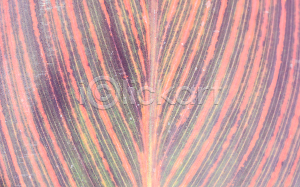 러블리 사람없음 JPG 포토 해외이미지 디자인 백그라운드 벽지 잎 질감 컬러풀 패턴 해외202004