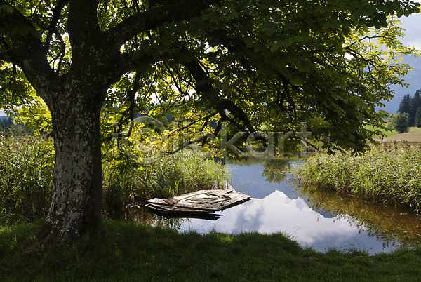 사람없음 JPG 포토 해외이미지 갈대(식물) 나무 물 산 오스트리아 잎 자연 풍경(경치) 해외202004 호수