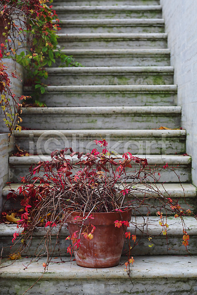사람없음 JPG 소프트포커스 포토 해외이미지 가을(계절) 계단 덩굴 맨션 백그라운드 벽 빨간색 식물 아이비 옛날 잎 자연 장식 정원 컬러풀 해외202004
