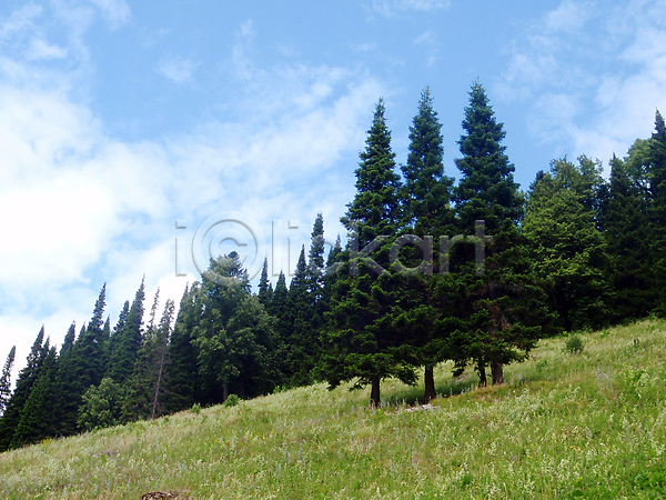 사람없음 JPG 포토 해외이미지 구름(자연) 나무 산 숲 자연 초록색 풍경(경치) 하늘 해외202004