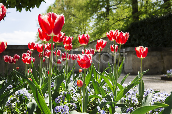 사람없음 JPG 포토 꽃 빨간색 식물 야외 여러송이 자연 주간 컬러 튤립