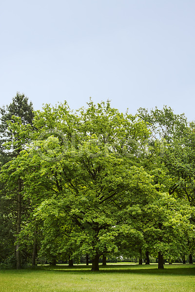 사람없음 JPG 포토 공원 나무 독일 베를린 식물 야외 유럽 유럽풍경 잔디 주간 티어가르텐 풍경(경치) 해외 해외풍경