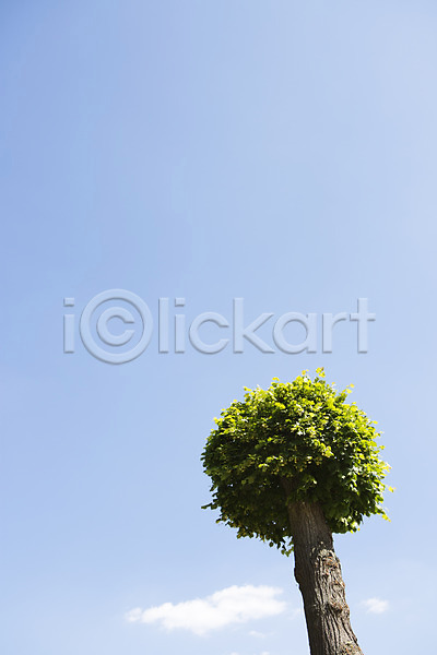 사람없음 JPG 포토 나무 식물 야외 주간 하늘 한그루