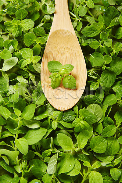 사람없음 JPG 포토 배경화면 백그라운드 숟가락 스튜디오촬영 식물 실내 약초 오레가노 잎 풀(식물) 허브