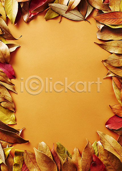 사람없음 JPG 포토 가을(계절) 갈색 나뭇잎 배경화면 백그라운드 프레임