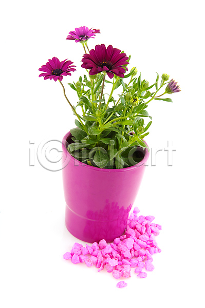 사람없음 JPG 포토 해외이미지 고립 꽃 냄비 데이지 백그라운드 분홍색 세로 스페인어 식물 정원 제비꽃 해외202004 흰색
