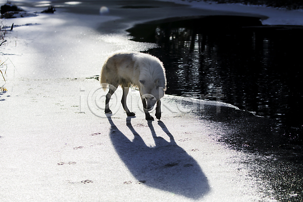 사람없음 JPG 포토 해외이미지 강 그림자 늑대 북극늑대 야생동물 야외 주간 한마리 해외202004